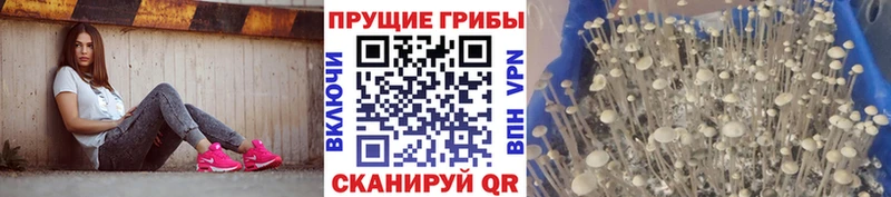 сколько стоит  Губкинский  кракен маркетплейс  Галлюциногенные грибы Magic Shrooms 